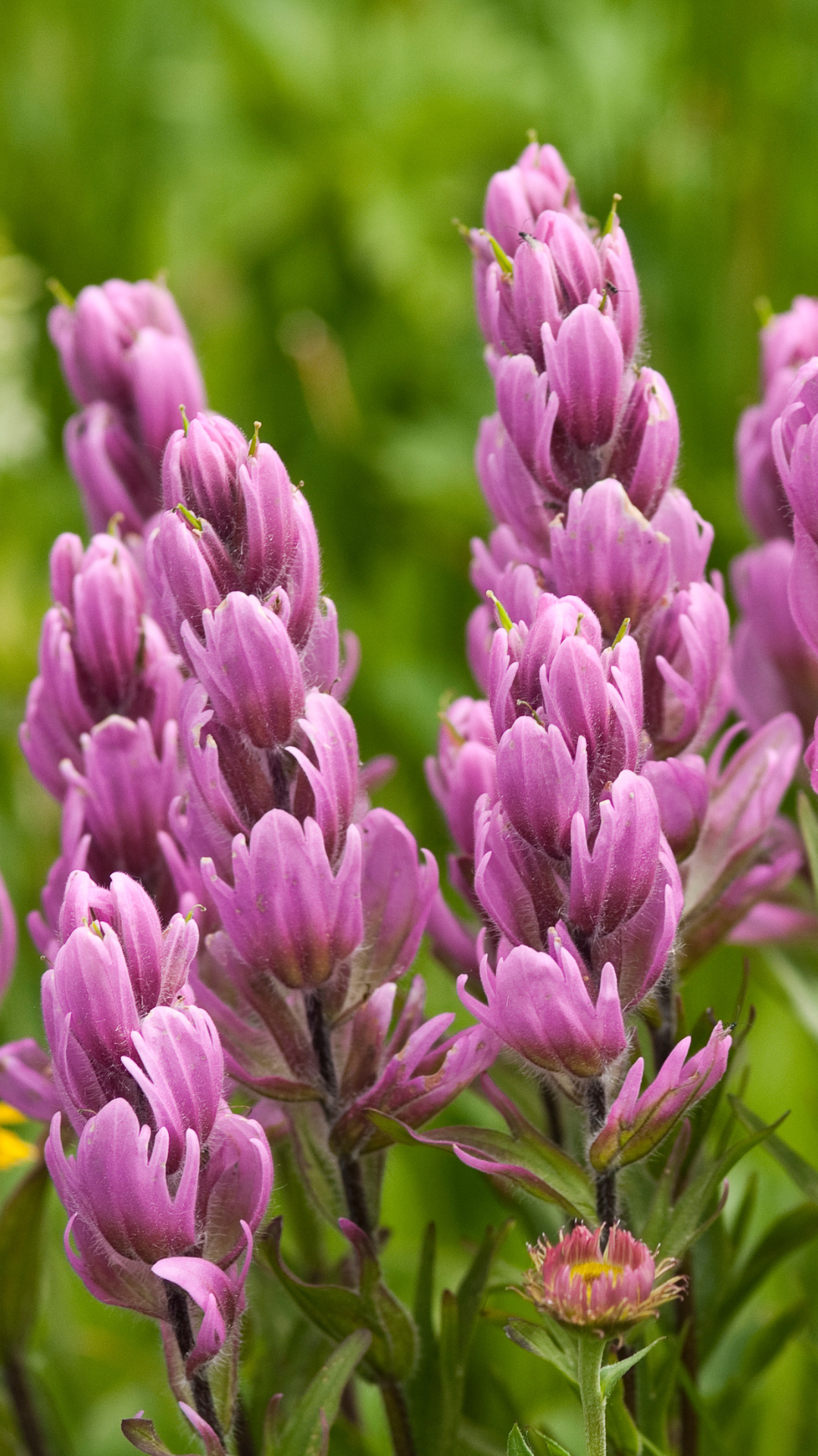 Summit County Wildflower Festival Events